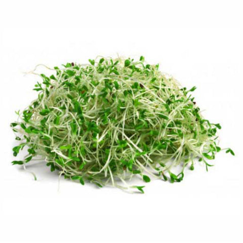 Alfalfa Herb Powder Medicago Sativa