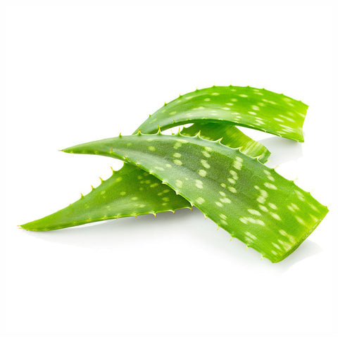 Aloe vera Leaves Powder  Aloe barbadensis