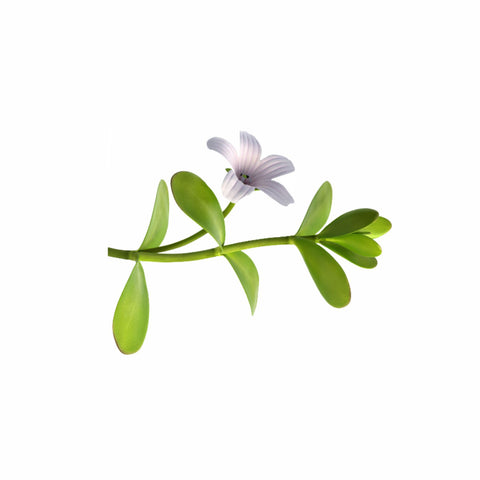 Bacopa Herb Powder  Bacopa monnieri