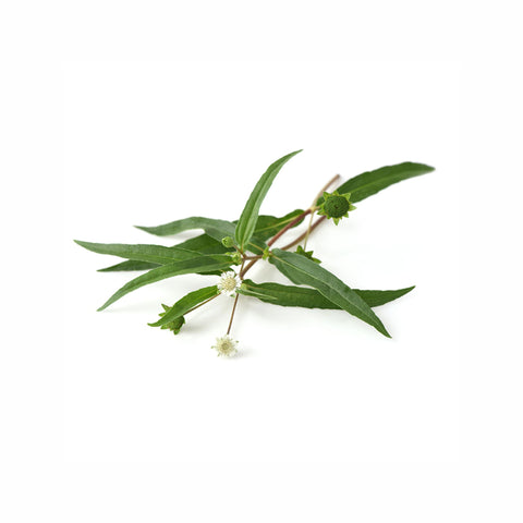 Bhringaraj Herb Powder Eclipta Alba