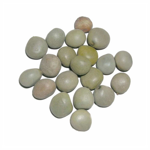 Fever nut Seed Powder Caesalpinia bonducella