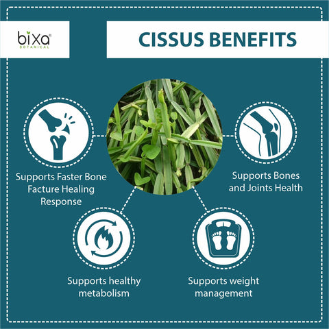 Cissus Stem Powder  Cissus quadrangularis