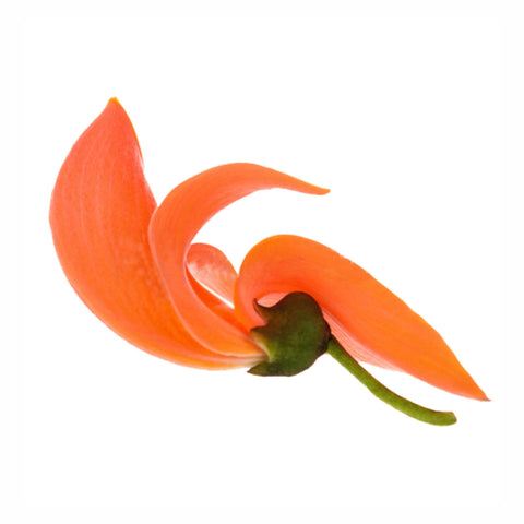 Forest flame tree Flower Powder Butea monosperma