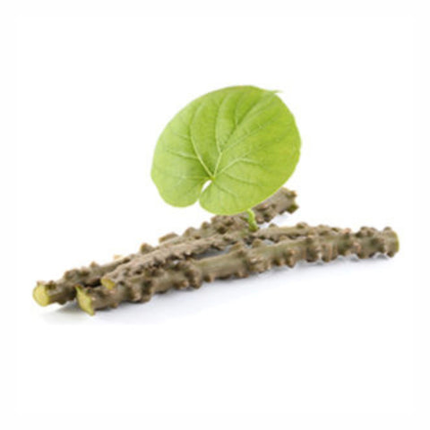 Guduchi Stem Powder  Tinospora Cordifolia