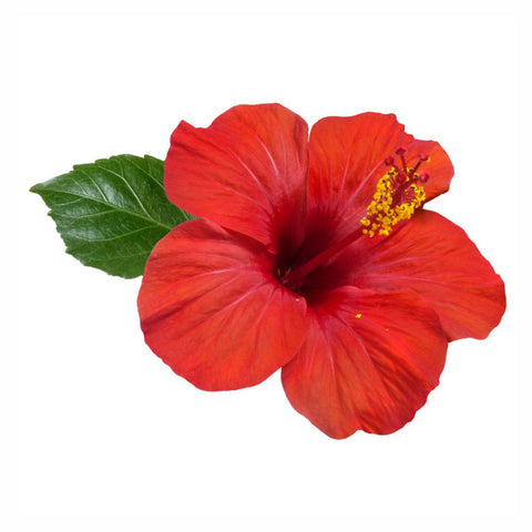 Hibiscus Flower Powder  Hibiscus Sabdariffa