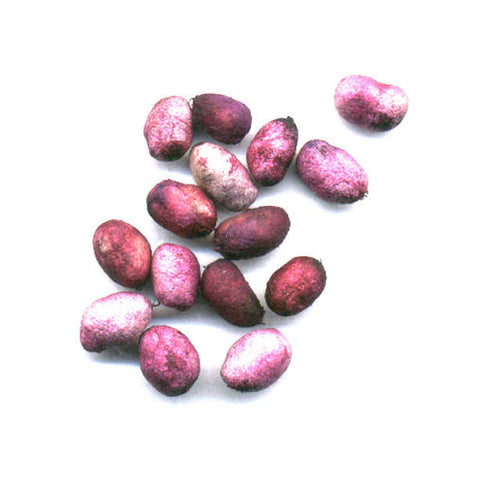 Jamun Seed Powder  Eugenia jambolana