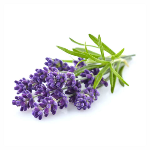 Lavender Flower Powder  Lavandula augustifolia