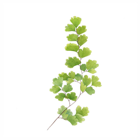 Maidenhair Fern Herb Powder  Adiantum Capillus