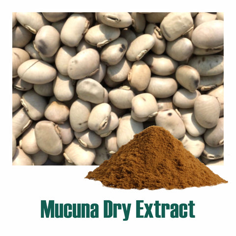 Mucuna (Mucuna pruriens) dry Extract - 20% L-Dopa by Titration