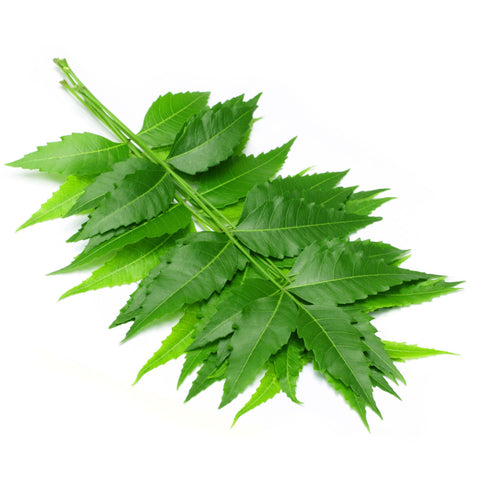 Neem Leaves Powder  Azadirchta indica