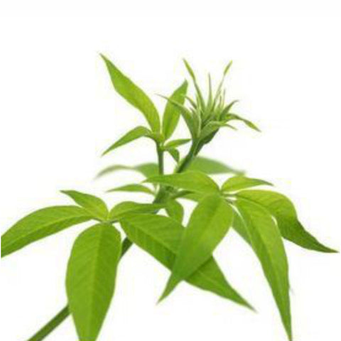 Nirgundi Leaves Powder  Vitex negundo