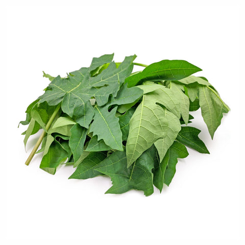 Papaya Leaves Powder Carica papaya
