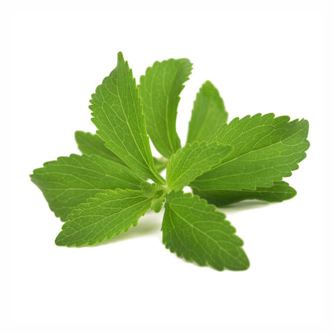 Stevia Leaves Powder  Stevia rebaudiana