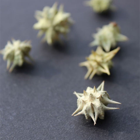 Tribulus Fruit Powder  Tribulus Terresteris