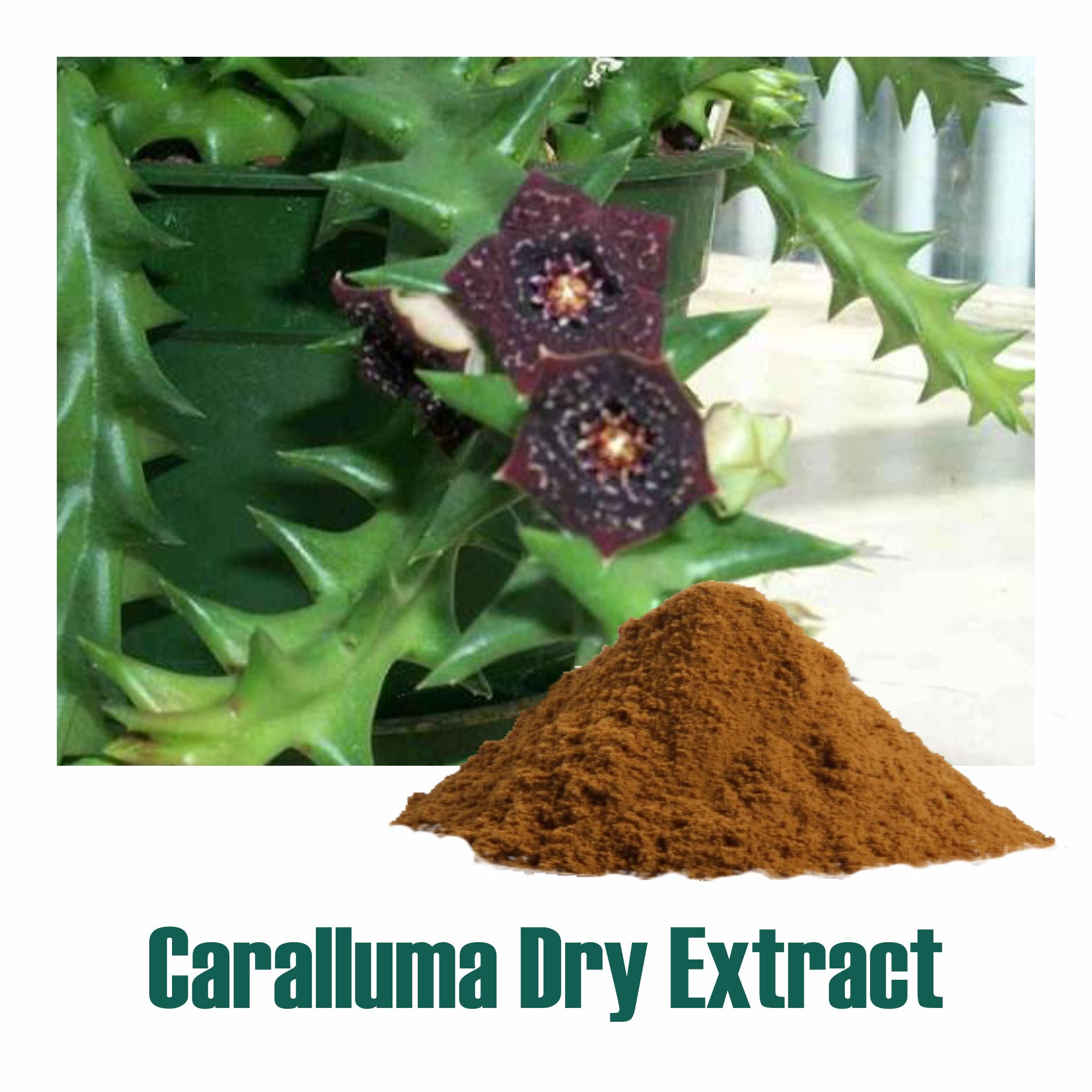 Caralluma Extract