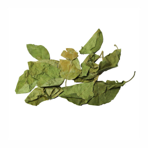 Gymnema Leaves Powder  Gymnema sylvestre