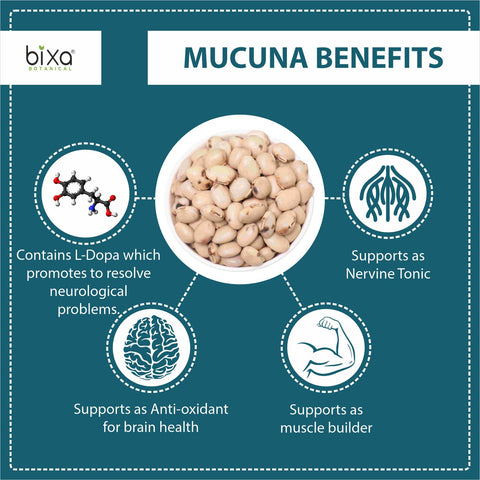 Mucuna (Mucuna pruriens) dry Extract - 20% L-Dopa by Titration