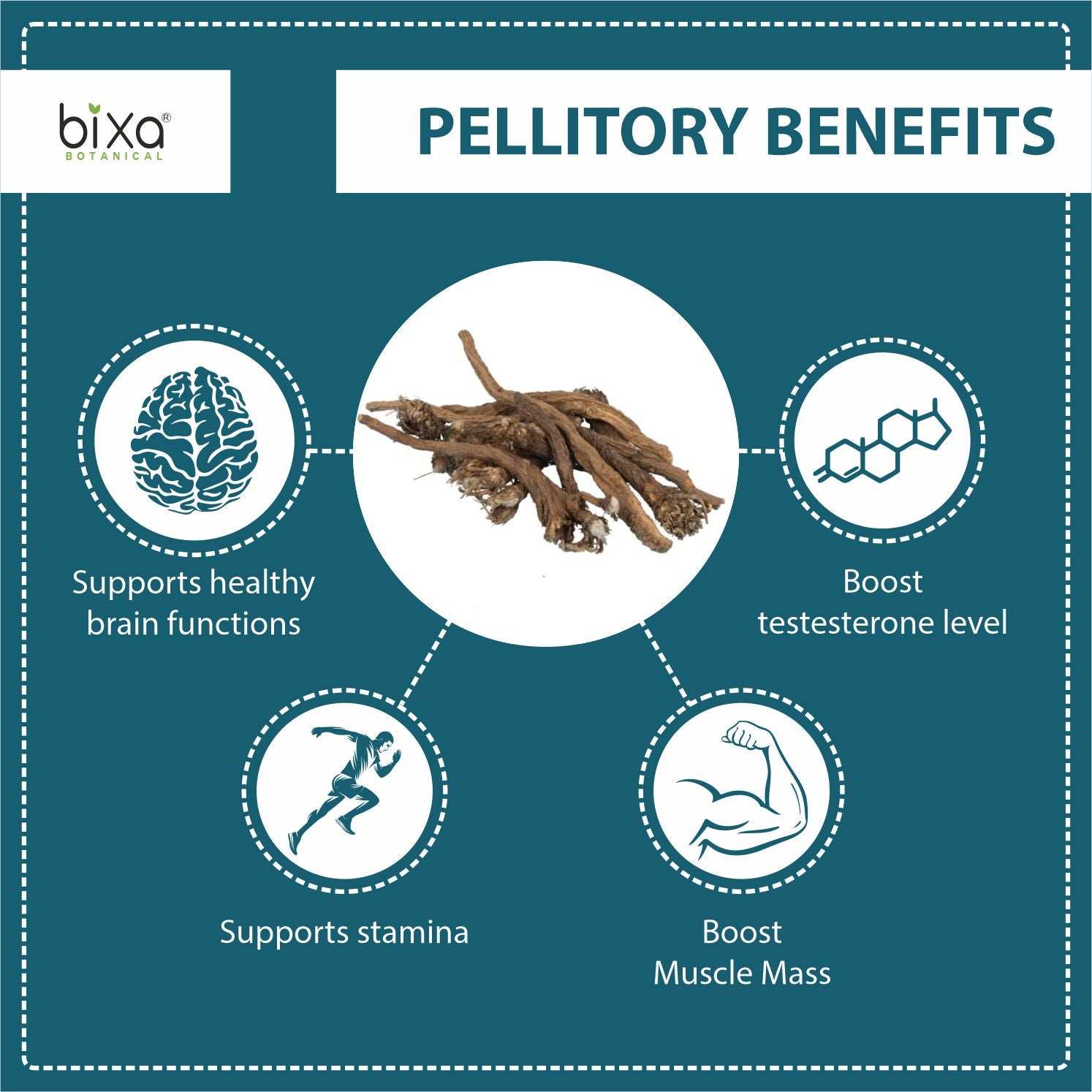 Pellitory Root Powder  Anacyclus pyrethrum