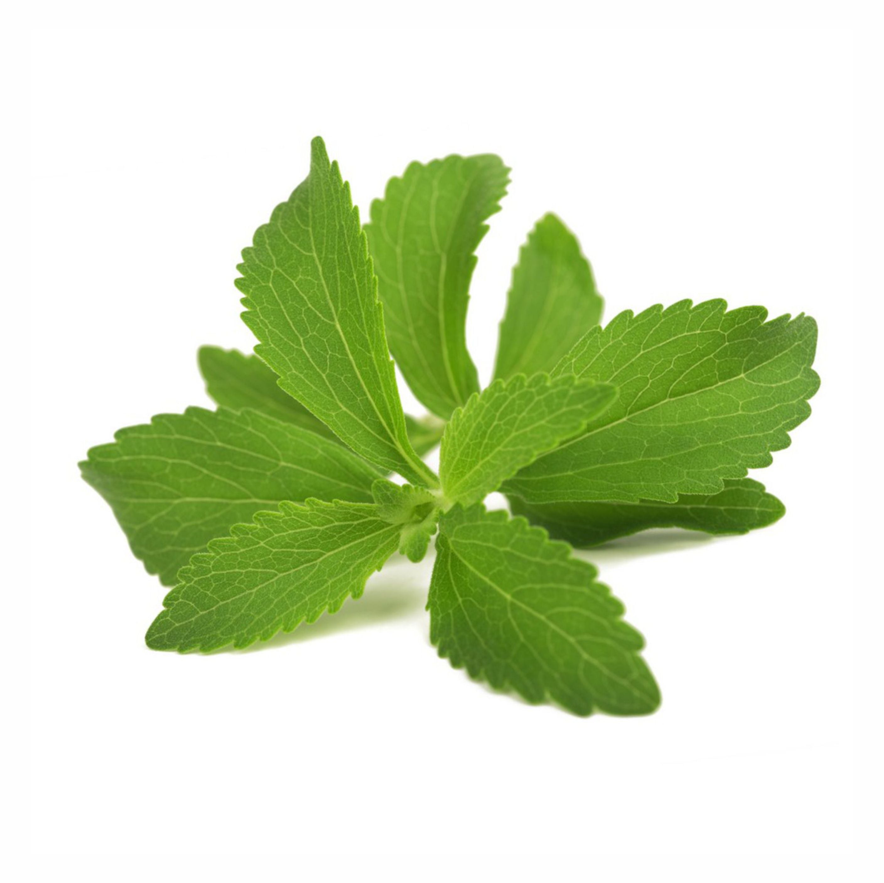 Stevia Leaves Powder  Stevia rebaudiana
