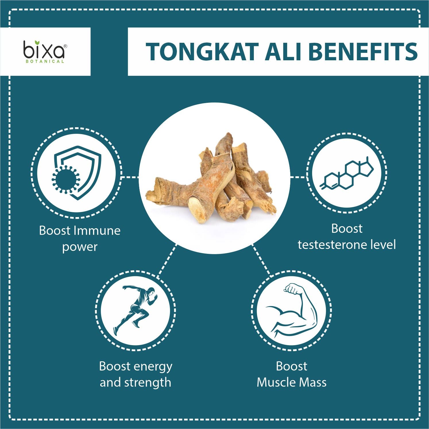 Tongkat ali Root Powder  Eurycoma longifolia